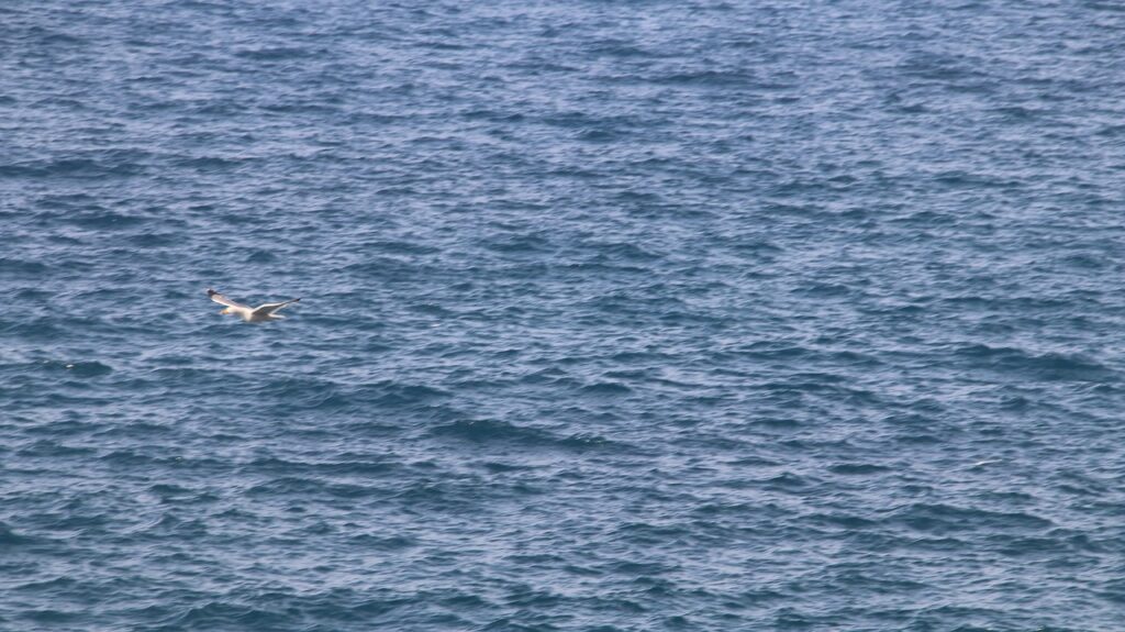 beach, sea, bird